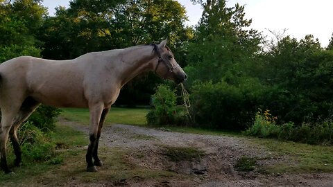 Animal Kingdom - Neighbors on the Loose!! 🐎🐎