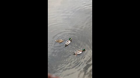 Mallard Ducks 🦆 #mallardducks #ducks #duck #followme #viral #trending #shorts
