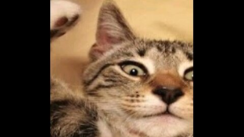 funny animals cats and dogs