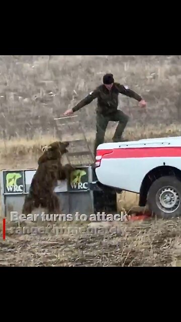 Bear released into wild, returns and attacks rangers who released him