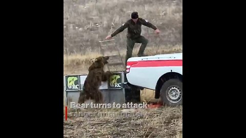 Bear released into wild, returns and attacks rangers who released him