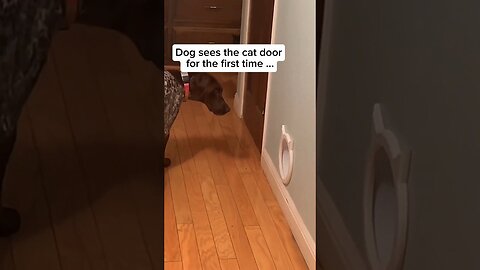 Dogs being idiots part Doggy door 🤣