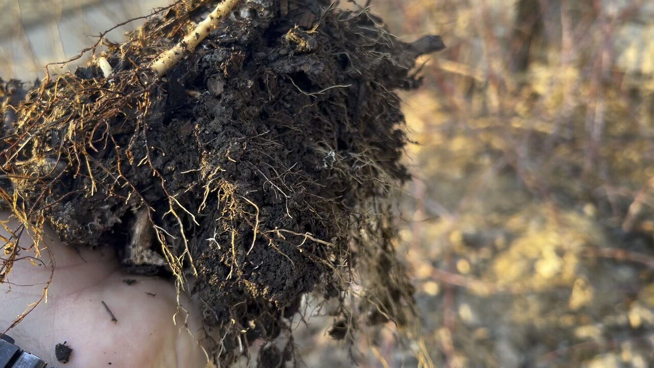 Raspberry Propagation! Spread out those Crowded Black Raspberries