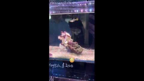 OMG,,, 🙀🙀🙀what this... like a frog