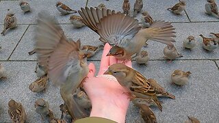 Loud and Hangry House Sparrows Fighting on My Hand