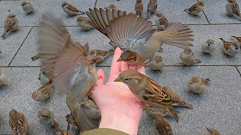 Loud and Hangry House Sparrows Fighting on My Hand