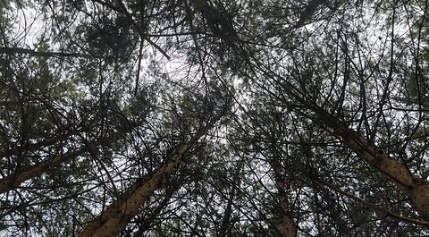 Monodruid (Live) Sussex — Ashdown Forest (26th August, 2025)