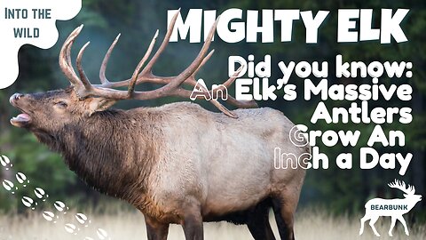 Did You Know an Elk’s Antlers Grow an Inch a Day!