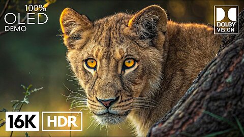 Amazing 16K HDR 60FPS | Dolby Vision (4K/8K Video TV)