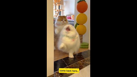 Don't leave me babe #cat #funny