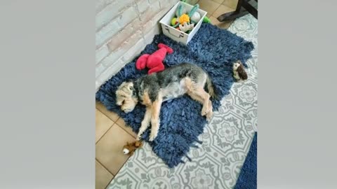 Tired Roscoe after walk too cute not to post !!!