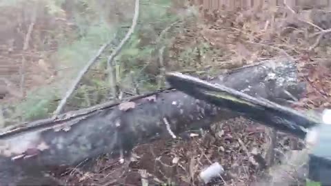 Dump Find Turns Into a Powerhouse! Electric Chainsaw Test!