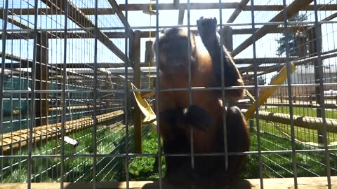 Wendi bnkywuv primate evades Minnie's grabby advances