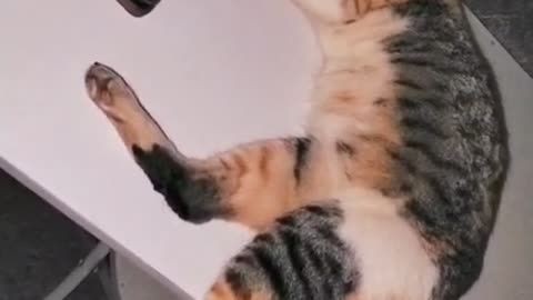 🐱 Lazy Cat Thinks the Phone Is His Job! Falls Asleep on It Like a True “Hard Worker” 😂