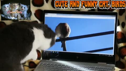 Cute and Funny moments of cats and birds | Feel Good