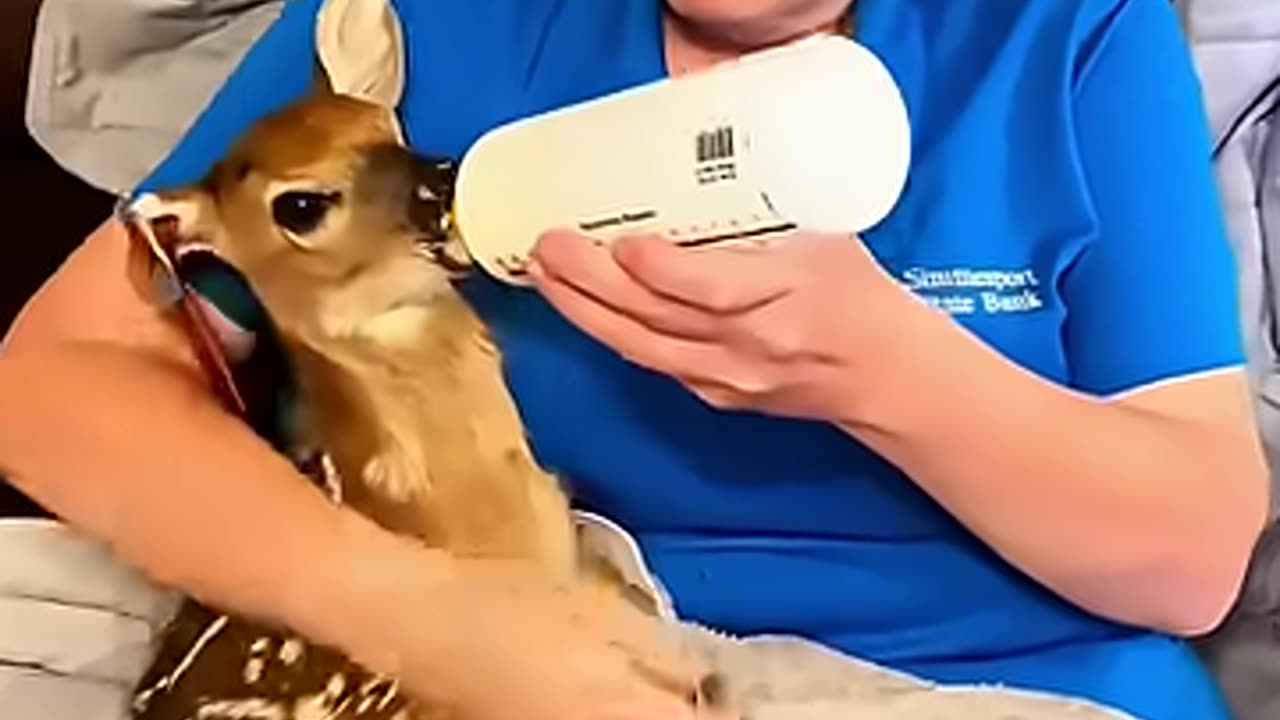 This kind man saved a baby deer and then surprised to find...