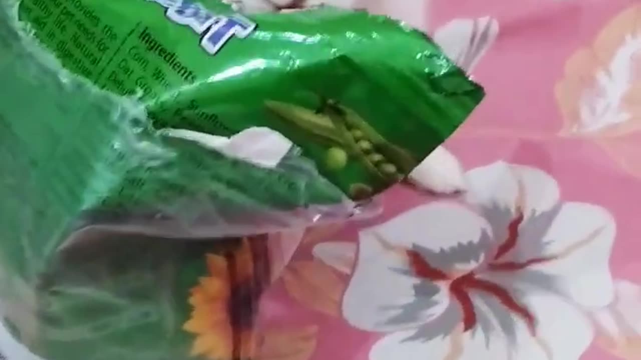 Funny rabbit