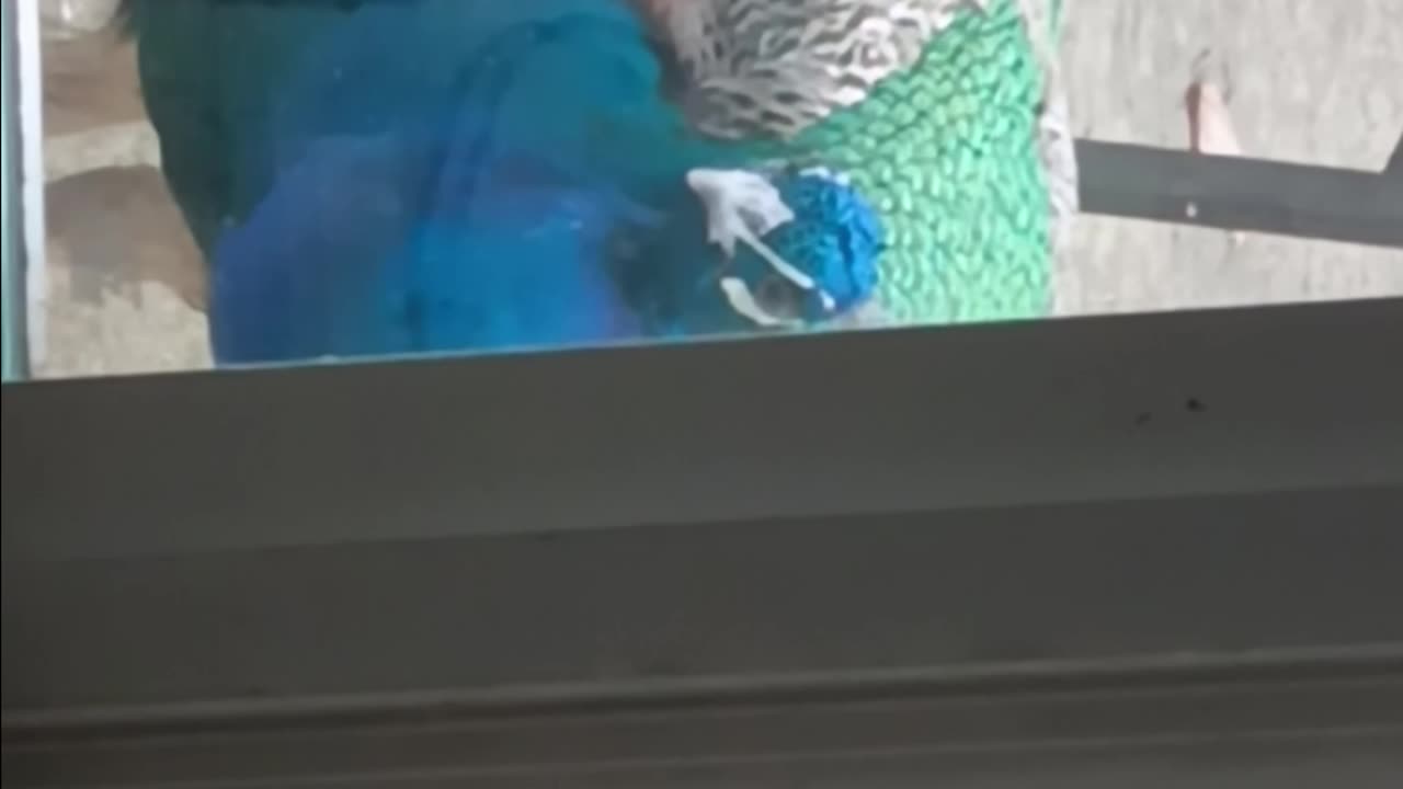 Peacock knocking at my door what do I do