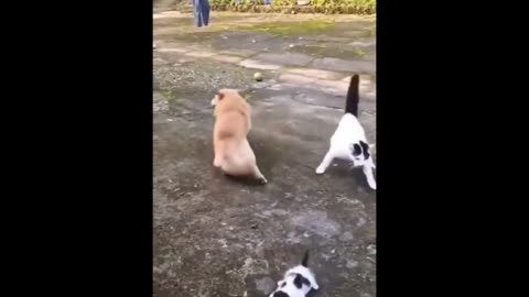 Bully cats vs Dogs 2