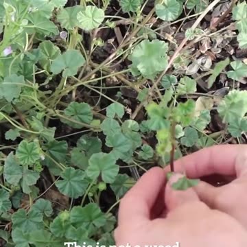 Look in your garden for weeds you can eat