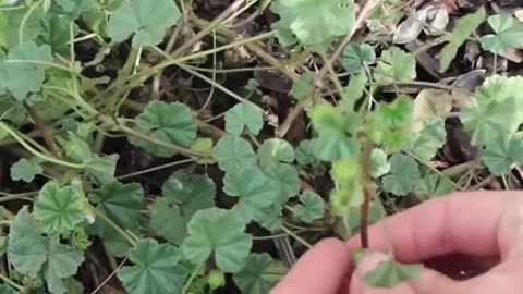 Look in your garden for weeds you can eat