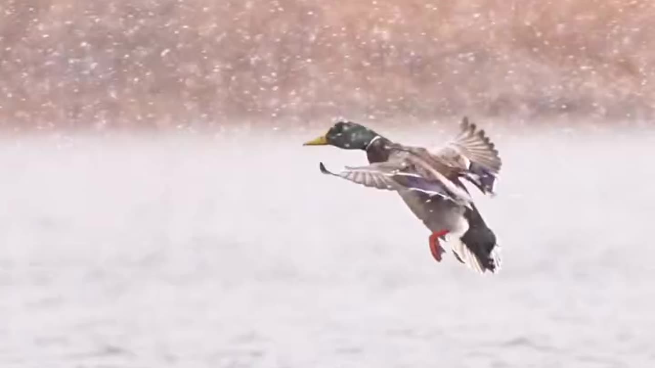 Sometime you get lucky and some snow shows up with a north wind brining the boys in with it