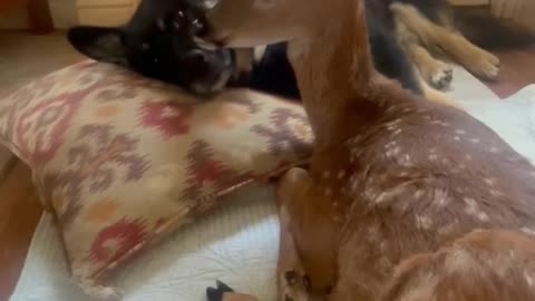 Dog Comforts Rescued Fawn