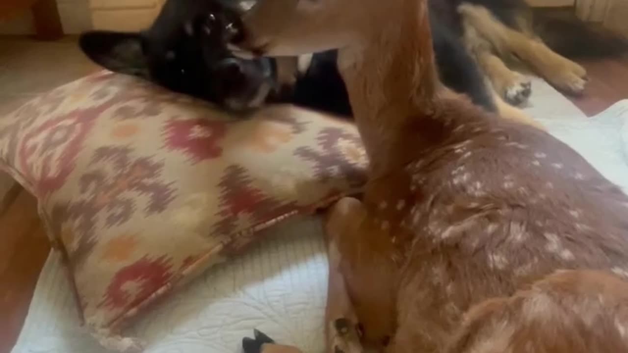 Dog Comforts Rescued Fawn