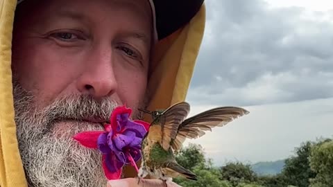 Hummingbird Drinks From Flower Held in Man's Mouth