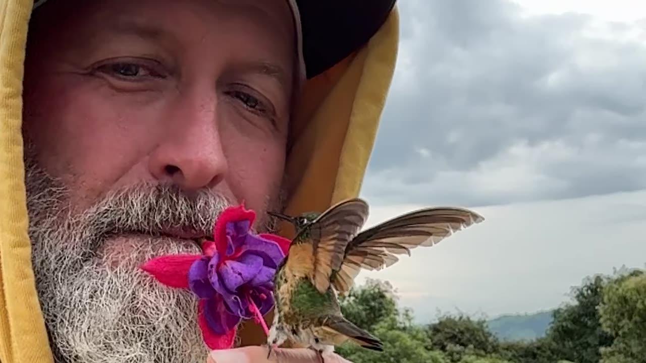 Hummingbird Drinks From Flower Held in Man's Mouth