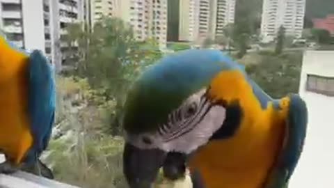 Banana for the macaws!!