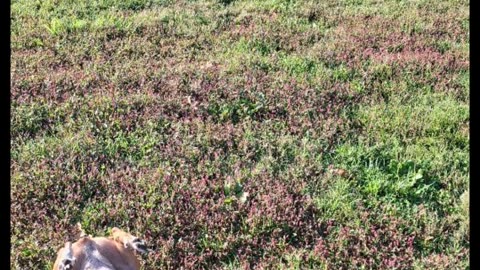 Bella's Big Dog Adventures: Bella Explores the Murray State Arboretum in Murray, KY