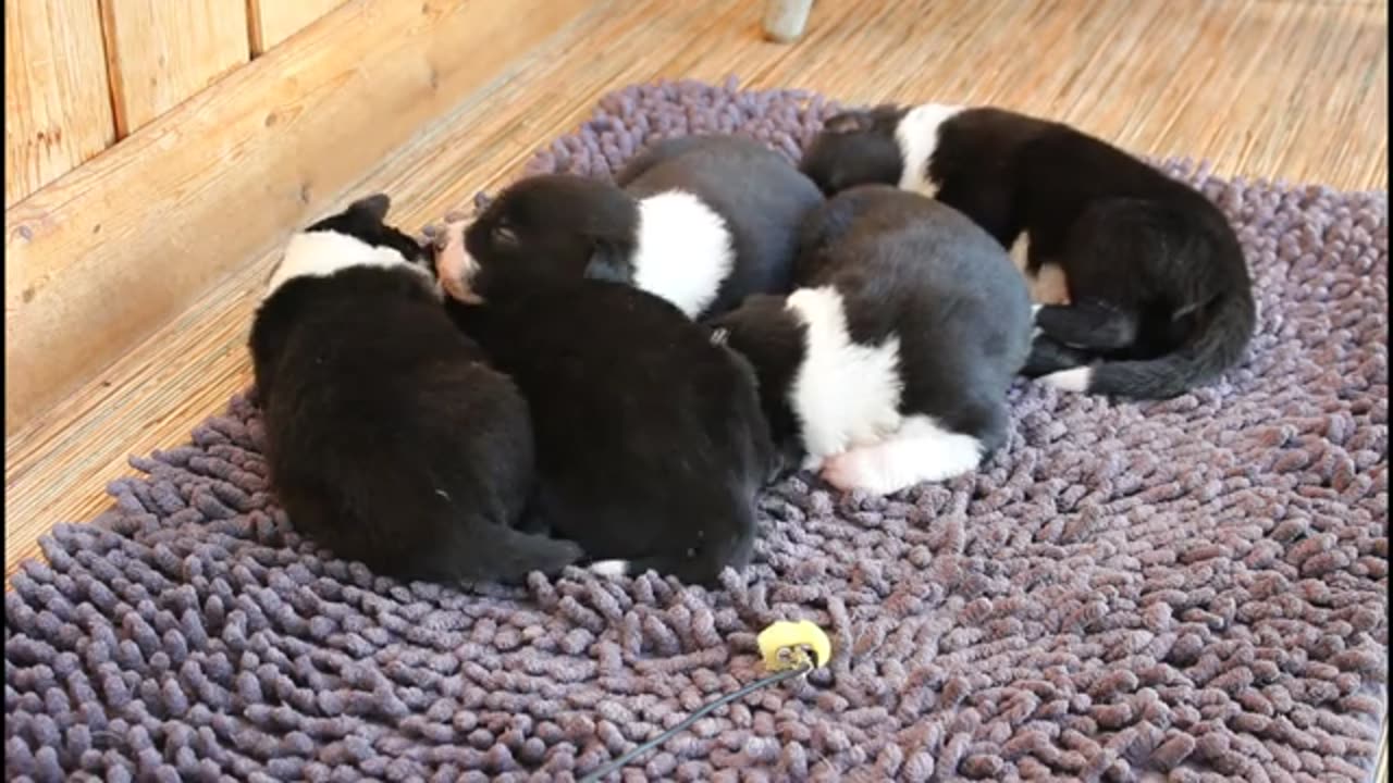 Border collie puppies 2 weeks old mostly sleeping