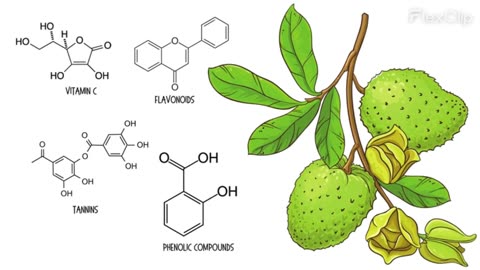 Soursop: 10 Amazing Benefits & How to Eat This Super Fruit!