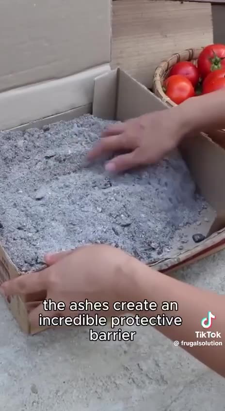 How the Amish preserve tomatoes for months using wood ashes.