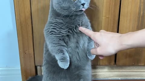 My Cat