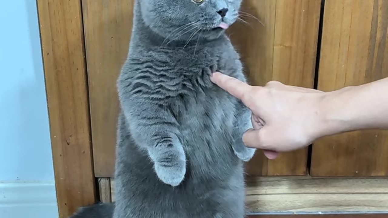 My Cat