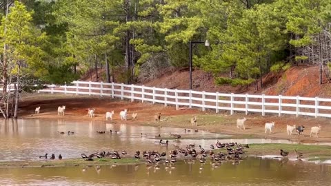 Goats and Whistling Ducks