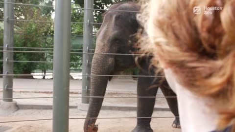 Houston Zoo Elephant Receives First Ever mRNA EEHV Vaccine