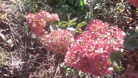 Rare Pink Hydrangea