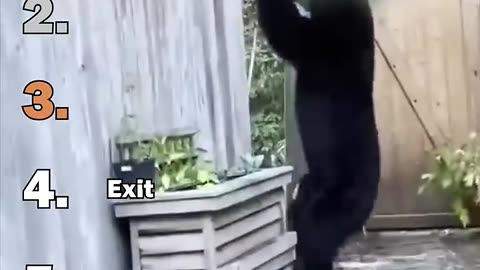 Best Funny Bear Moments