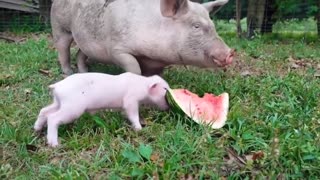😂🍉 This Capybara's Watermelon Eating Skills are EPIC! | FunFM