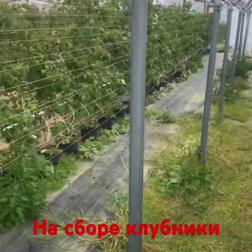 Picking strawberries in the fields.
