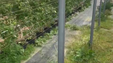 Picking strawberries in the fields.