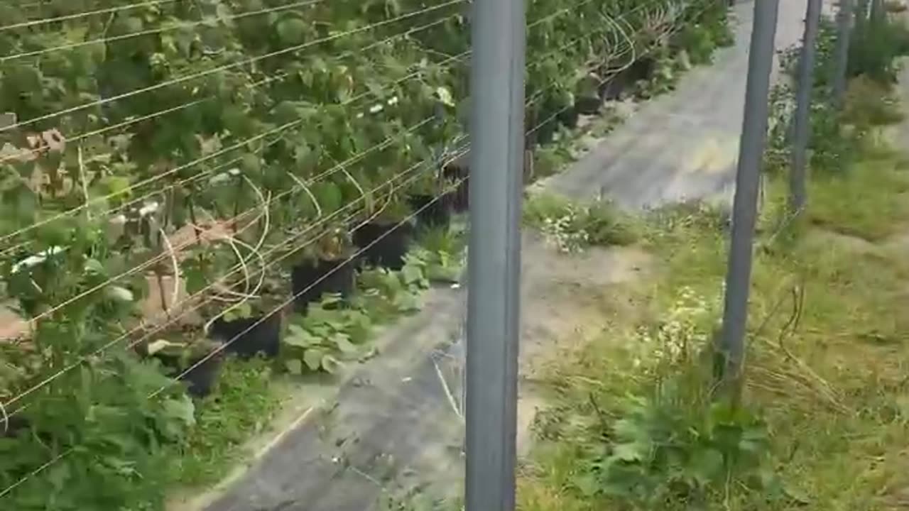 Picking strawberries in the fields.