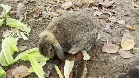 meet all the bunnies on our farm – every fluffy friend has a name! 🐇🌾