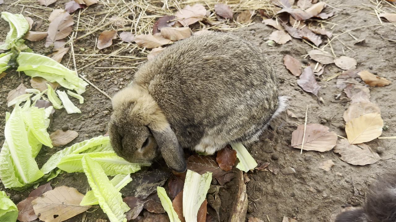 meet all the bunnies on our farm – every fluffy friend has a name! 🐇🌾
