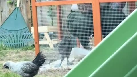 lock in the chicken coop