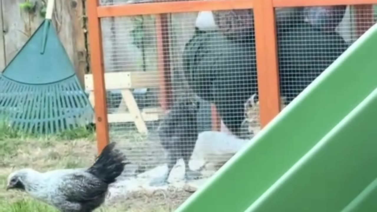 lock in the chicken coop
