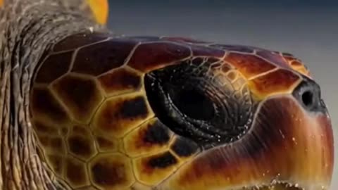 🐢 This Turtle Walked So Slowly… It Felt Peaceful to Watch 😌✨